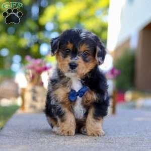 Bam Bam, Yorkie Poo Puppy